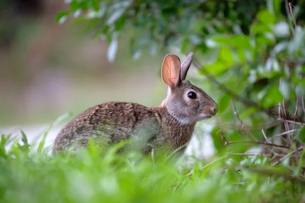 Malý Šedý Zajíc Trávu Letním Hřišti Divoký Králík Přírodě — Stock fotografie