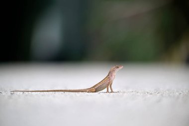 Makro, yaz güneşinde ısınan kertenkeleye yakın çekim. Anolis sagrei, Florida 'da yaşayan küçük bir sürüngen..