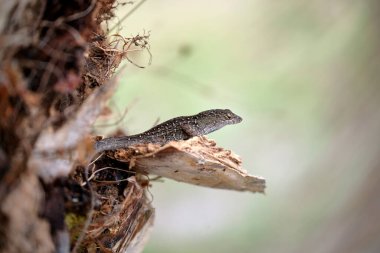 Makro, yaz güneşinde ısınan kertenkeleye yakın çekim. Anolis sagrei, Florida 'da yaşayan küçük bir sürüngen..