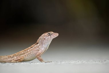 Makro, yaz güneşinde ısınan kertenkeleye yakın çekim. Anolis sagrei, Florida 'da yaşayan küçük bir sürüngen..
