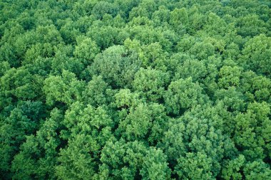 Yazın yeşil ağaçlı, koyu yemyeşil ormanların tepeden aşağı düz manzarası..