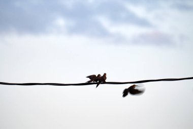 İki güvercin öpüşüyor veya mavi gökyüzü arka planında yüksek bir telle dövüşüyor.