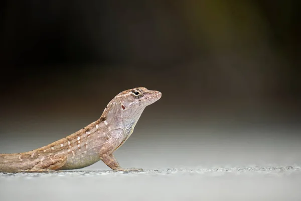 Macro Closeup Blown Alone Lizard Warming Summer Sun Anolis Sagrei — Stock Photo, Image