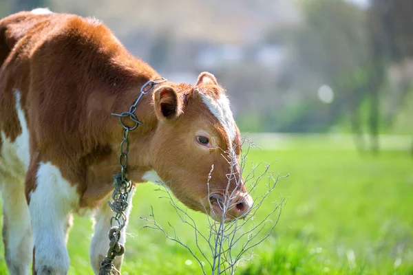 Milk Cow Grazing Green Farm Pasture Summer Day Feeding Cattle — Stock Photo, Image