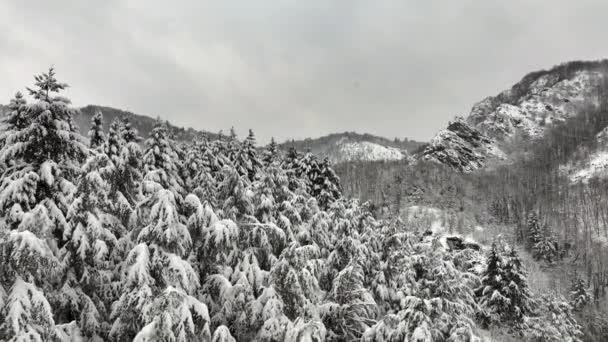 寒冷宁静的冬季山林下大雪时 空中雾蒙蒙的风景 常绿松树覆盖着新的落雪 — 图库视频影像