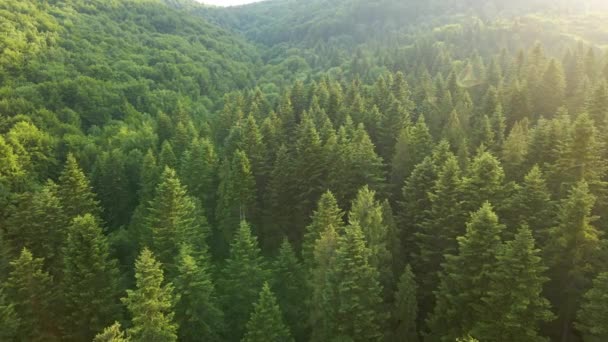 Widok Lotu Ptaka Zielony Las Sosnowy Ciemnymi Świerkami Krajobraz Leśny — Wideo stockowe