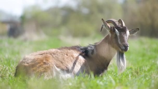 Uzun Sakallı Boynuzlu Yerli Süt Keçisi Yaz Günü Yeşil Çayır — Stok video