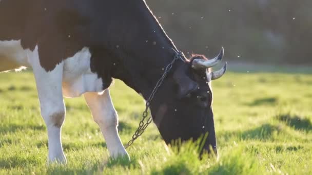 奶牛在绿色的农场牧场上吃草 在农田草地上喂养牲畜 — 图库视频影像