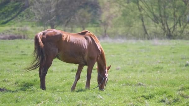 Caballo Castaño Delgado Comiendo Hierba Mientras Pastorea Pastizales Granja — Vídeos de Stock