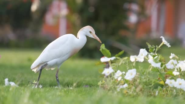 Witte Runderegret Wilde Vogel Ook Bekend Als Bubulcus Ibis Wandelen — Stockvideo