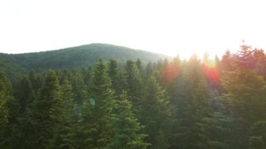 Gün batımında dağ tepelerini kaplayan koyu ladin ağaçlı yeşil çam ormanlarının hava manzarası. Yukarıdan orman manzarası yok.