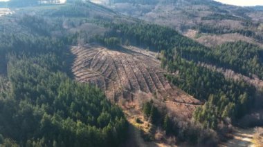 Küresel ormansızlaşma endüstrisinin sonucu olarak kesilen ağaçlardan oluşan geniş bir alana sahip çam ormanının havadan görünüşü. Dünya ekolojisi üzerinde zararlı insan etkisi.