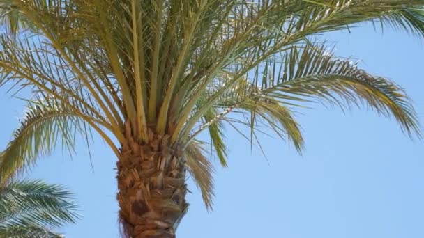 Krásné Zelené Kokosové Palmy Vlnící Větru Tropické Pláži Proti Modré — Stock video