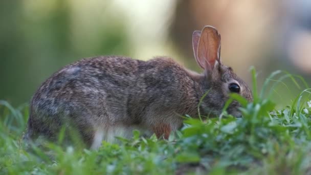 夏の畑で草を食べる灰色の小さなウサギ 自然の中で野生ウサギ — ストック動画