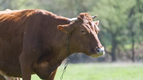 Молочна Корова Випасується Зеленій Фермі Літній День Годування Худоби Сільськогосподарських — стокове відео