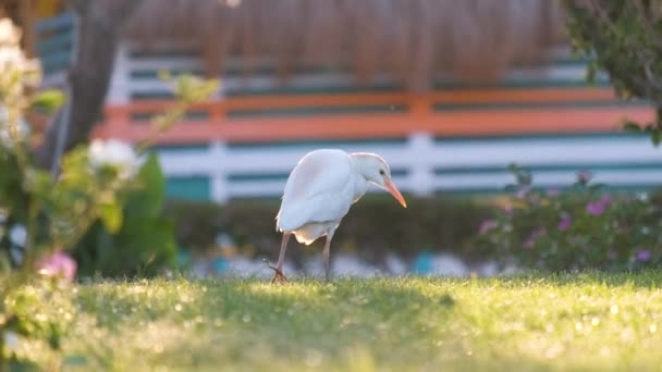 Bílý Dobytek Volavky Divoký Pták Také Známý Jako Bubulcus Ibis — Stock video