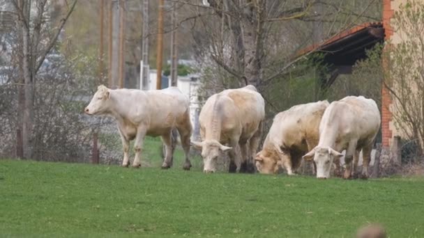 Fehér Húsú Tehenek Esznek Farm Istállójában Nyári Napon Szarvasmarhák Legelőn — Stock videók