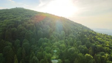 Koyu ladin ağaçlı yeşil çam ormanının havadan görünüşü. Yukarıdan orman manzarası yok.