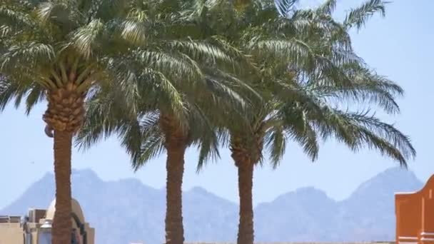Prachtige Groene Kokospalmen Zwaaiend Wind Tropisch Strand Tegen Blauwe Lucht — Stockvideo