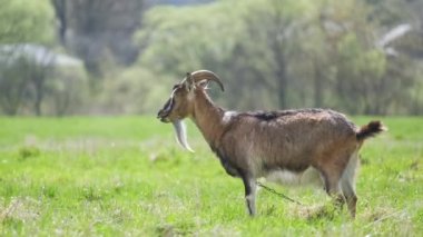 Uzun sakallı, yeşil çayırlarda otlayan yerli süt keçisi. Çiftlik arazilerinde sığır beslemek.