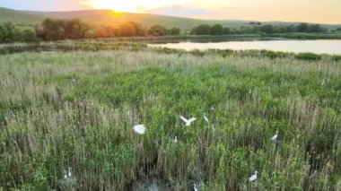 Sulak alanlarda yuva yapan bir sürü beyaz kuş sürüsü..