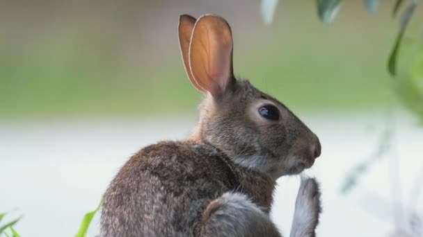 夏の畑で草を食べる前に灰色の小さなウサギの掃除自体 自然の中で野生ウサギ — ストック動画