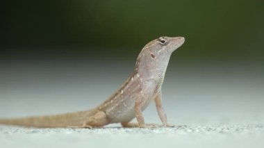 Makro, yaz güneşinde ısınan kertenkeleye yakın çekim. Anolis sagrei, Florida 'da yaşayan küçük bir sürüngen..