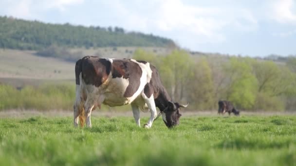 Süt Inekleri Yaz Günü Yeşil Çiftlik Otlaklarında Otluyor Çiftlik Arazilerinde — Stok video