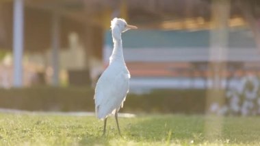 Beyaz sığır balıkçıl kuşu, aynı zamanda Bubulcus Ibis olarak da bilinir, yazın otelin bahçesinde yeşil çimlerde yürür..