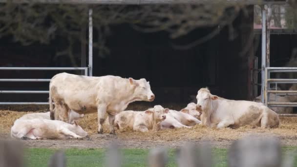 Fehér Húsú Tehenek Esznek Farm Istállójában Nyári Napon Szarvasmarhák Legelőn — Stock videók