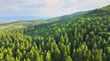 Dağ tepelerini kaplayan koyu ladin ağaçlı yeşil çam ormanlarının havadan görünüşü. Yukarıdan orman manzarası yok.