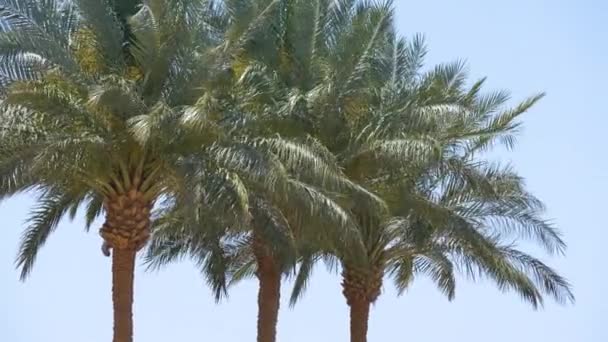 Prachtige Groene Kokospalmen Zwaaiend Wind Tropisch Strand Tegen Blauwe Lucht — Stockvideo