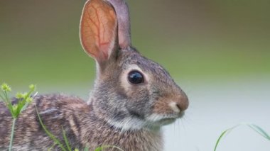 Gri küçük tavşan yaz tarlasında ot yiyor. Vahşi tavşan doğada.