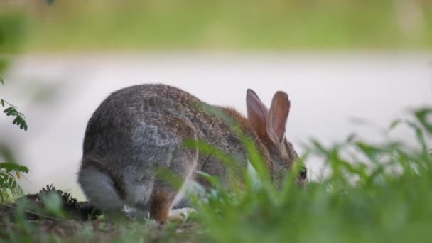 Grå Liten Hare Äter Gräs Sommarfältet Vilda Kaniner Naturen — Stockvideo