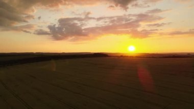 Canlı bir yaz akşamında olgun buğdayla ekili sarı tarım arazisinin havadan manzarası..