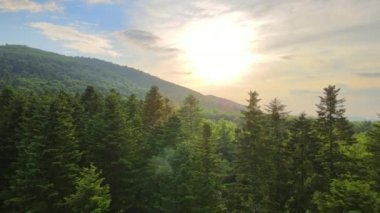 Koyu ladin ağaçlı yeşil çam ormanının havadan görünüşü. Yukarıdan orman manzarası yok.