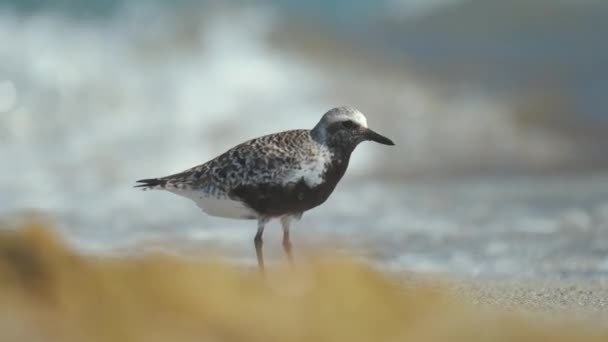 Zwarte Bellied Plover Wilde Zeevogels Zoek Naar Voedsel Aan Zee — Stockvideo