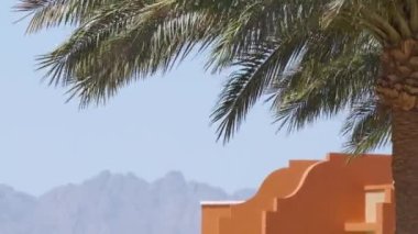 Yeşil hindistan cevizi palmiyeleri rüzgarda sallanıyor tropikal sahilde mavi gökyüzüne ve otel binalarına karşı. Yaz tatili kavramı.