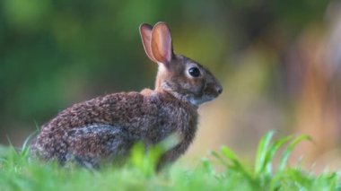 Gri küçük tavşan yaz tarlasında ot yiyor. Vahşi tavşan doğada.