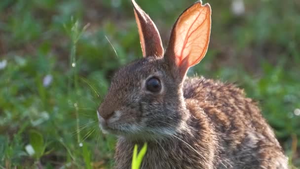 Grauer Kleiner Hase Frisst Gras Auf Sommerwiese Wildkaninchen Der Natur — Stockvideo