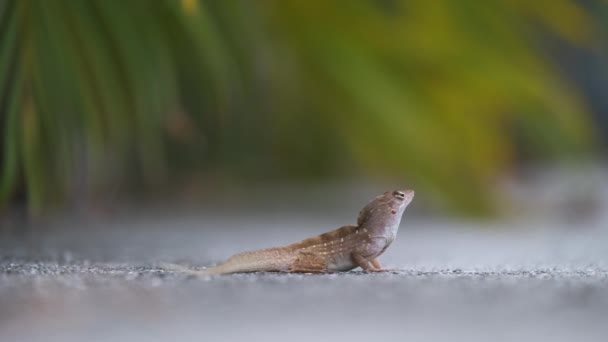 햇살에는 혼자서 날으는 도마뱀 엄청나게 있습니다 플로리다주에 서식하는 파충류 Anolis — 비디오