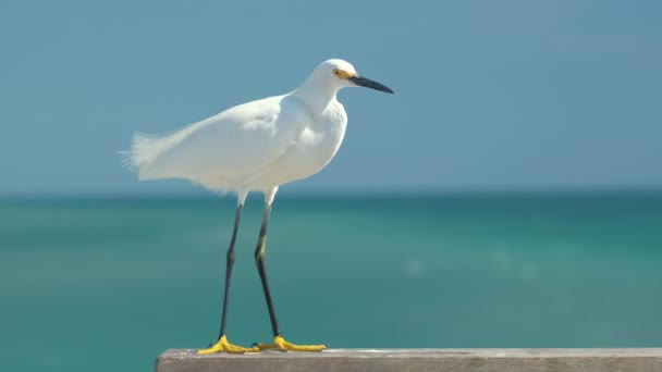 夏の海辺で大歓迎としても知られる白いサギ野生の海鳥 — ストック動画