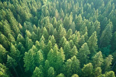 Koyu ladin ağaçlı yeşil çam ormanının havadan görünüşü. Yukarıdan orman manzarası yok.
