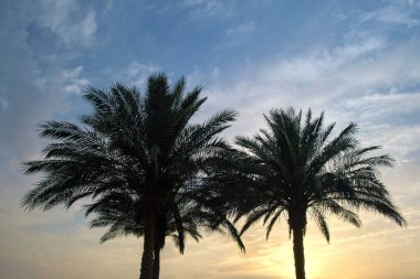 Beautiful green coconut palm trees on tropical beach against evening sky. Summer vacation concept.