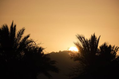 Beautiful green coconut palm trees on tropical beach against evening sky. Summer vacation concept.