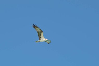Mavi gökyüzünde uçan kanatları olan güzel vahşi kuş kartalı..