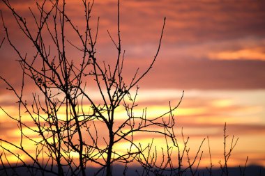 Küçük ağaçlardan ve çalılardan oluşan siyah yapraklar parlak renkli günbatımına karşı güneş ışığıyla aydınlanan canlı bulutlarla aydınlandı..