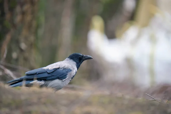 Black and white raven crow bird with intelligent eyes and big beak perching on ground on blurred summer background.