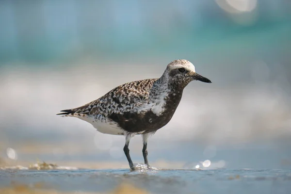 Zwarte Bellied Plover Wilde Zeevogels Zoek Naar Voedsel Aan Zee — Stockfoto