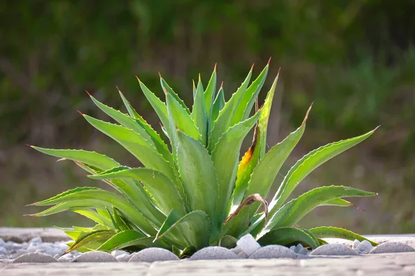 Primer Plano Planta Aloe Vera Con Grandes Hojas Verdes Que —  Fotos de Stock